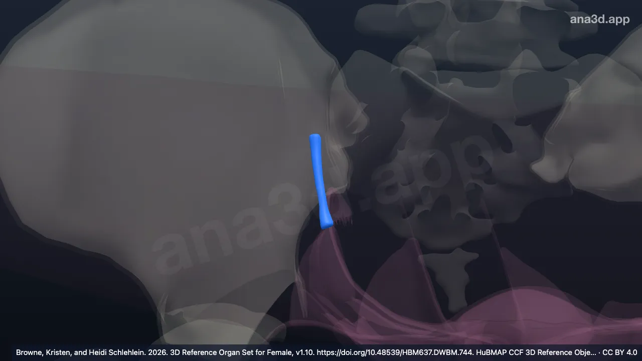 Model 3D: Ligamen suspensorium ovarium kanan