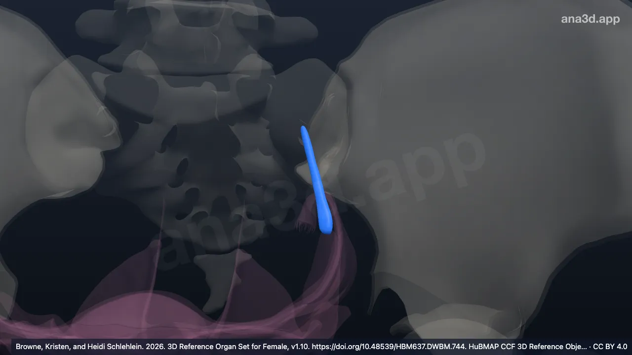 3D model: suspensory ligament of left ovary