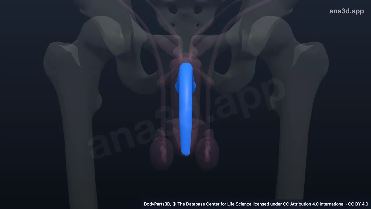 Model 3D: Organ kavernosa
