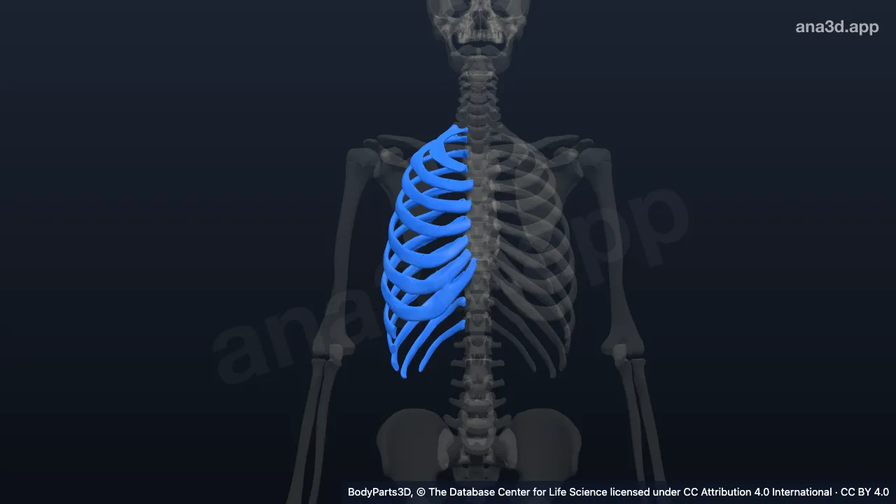 Modelo 3D: Lado derecho de la caja torácica