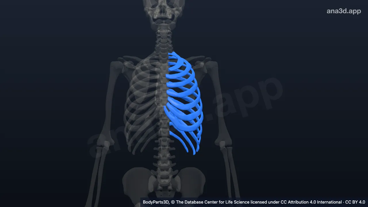 3D model: left side of rib cage