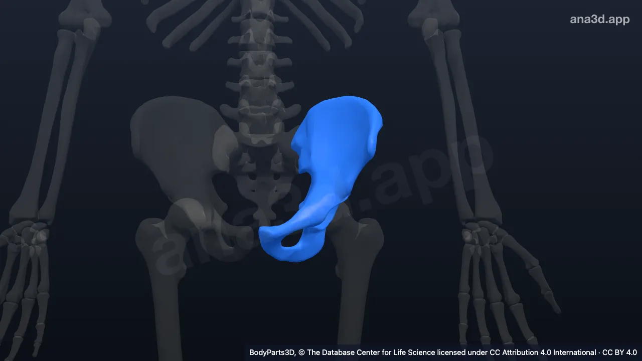 Modelo 3D: Lado izquierdo de la pelvis ósea