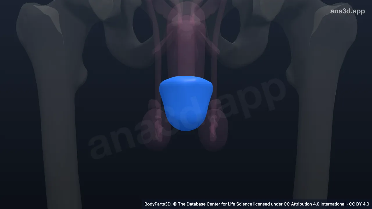 Modelo 3D: Zona do corpo esponjoso do pênis