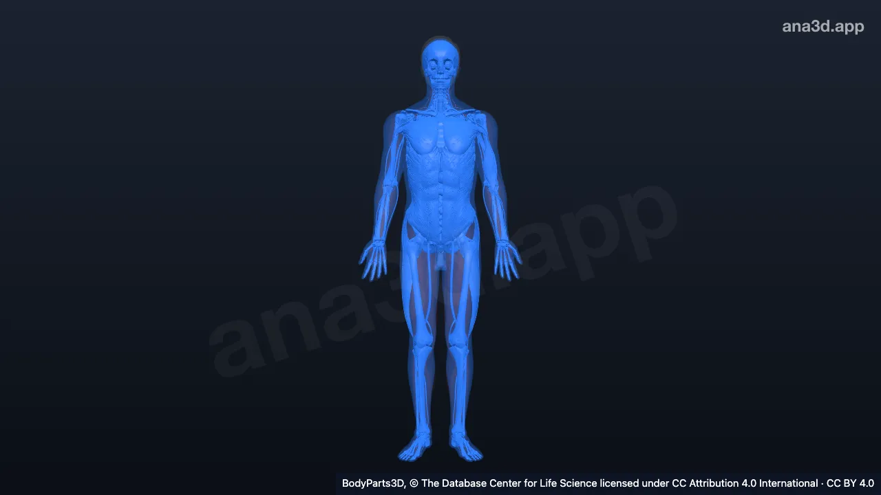 3D-Modell: Menschlicher Körper