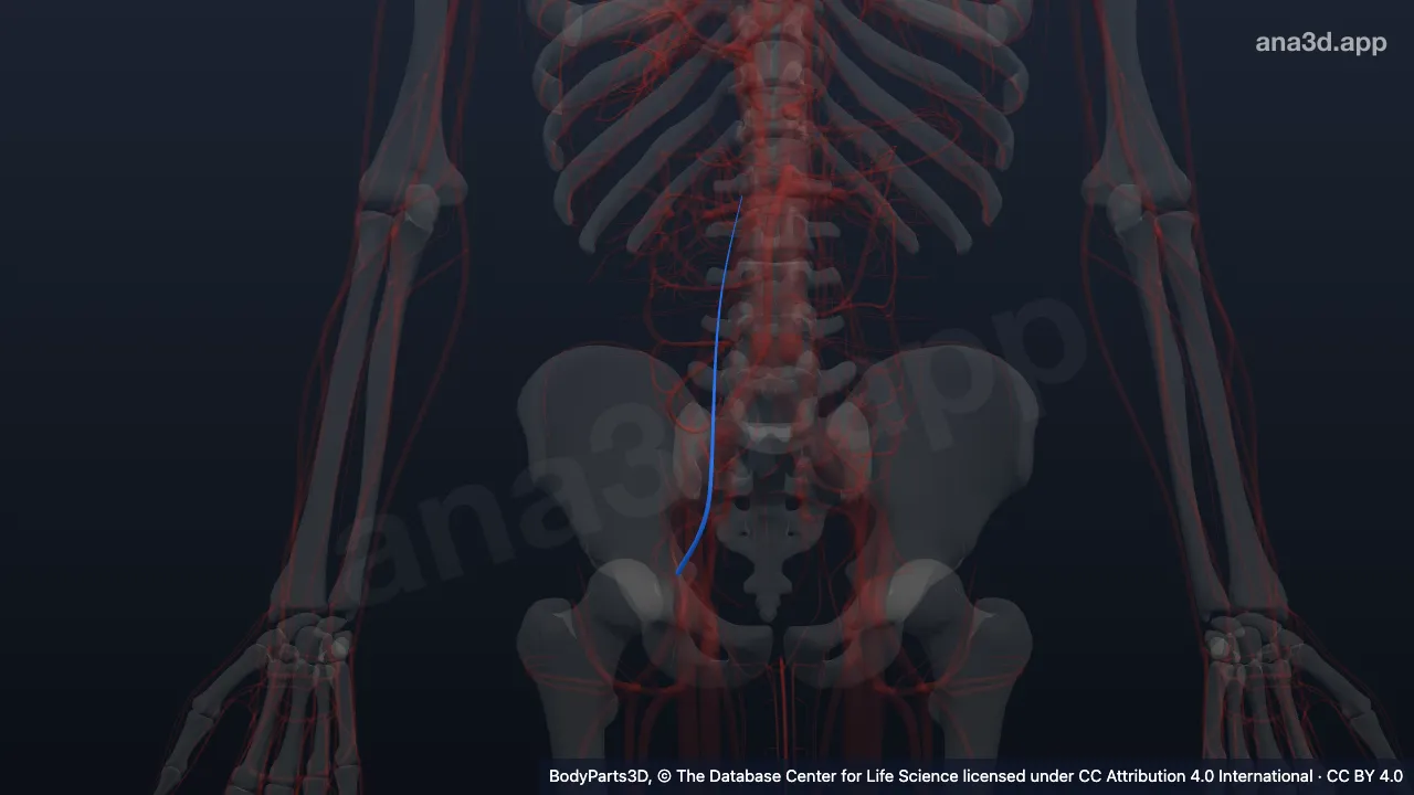 3D model: right inferior epigastric artery