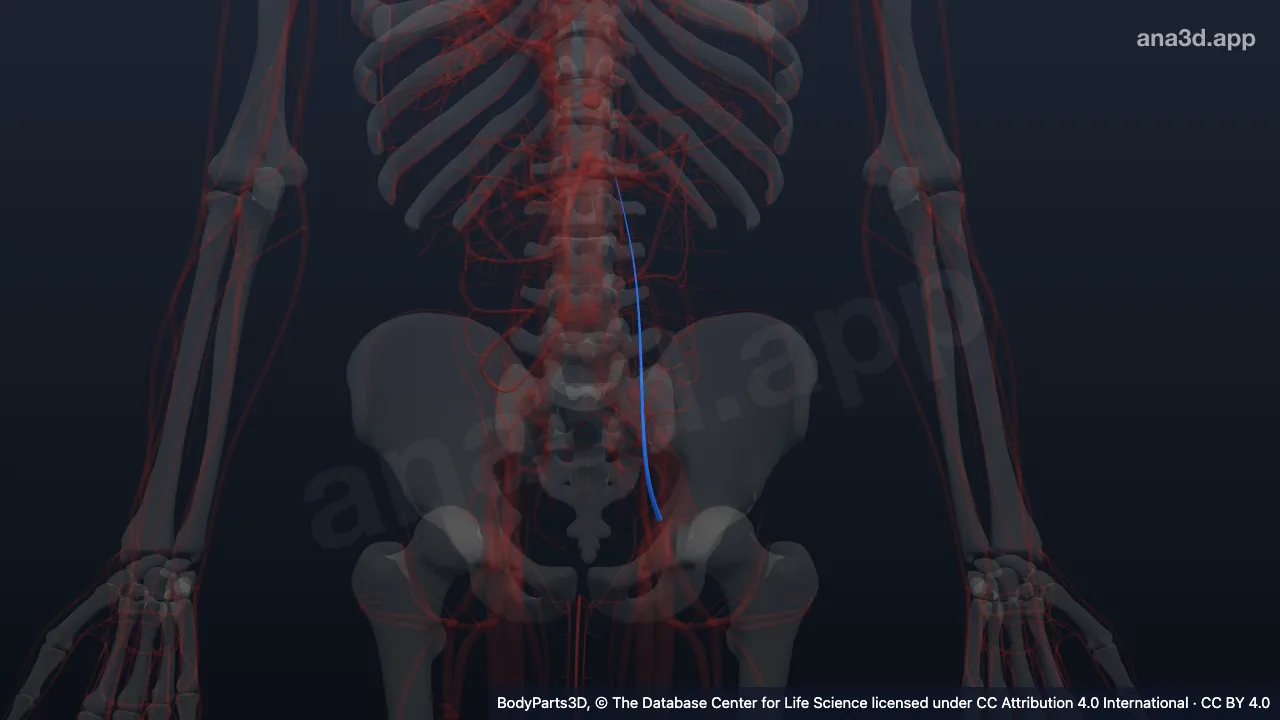 Model 3D: Arteri epigastrika inferior kiri