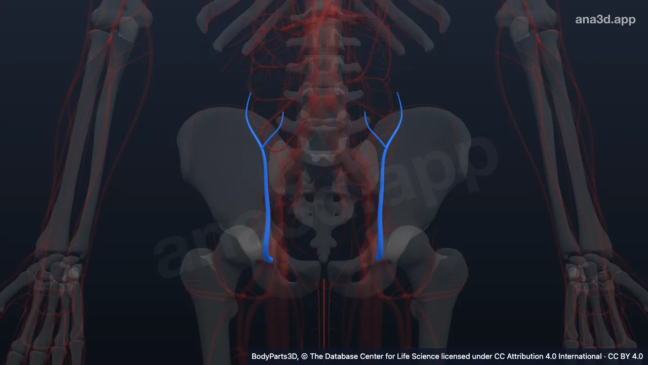 3D model: superficial epigastric artery