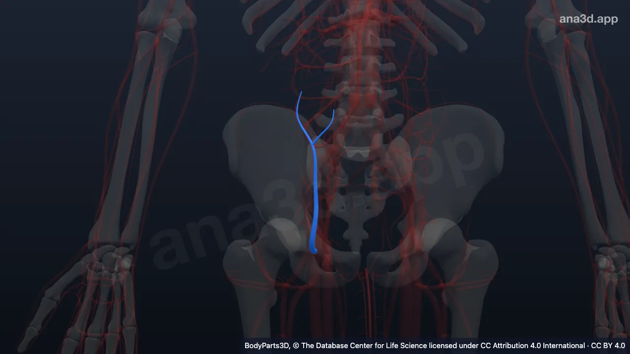 3D model: right superficial epigastric artery