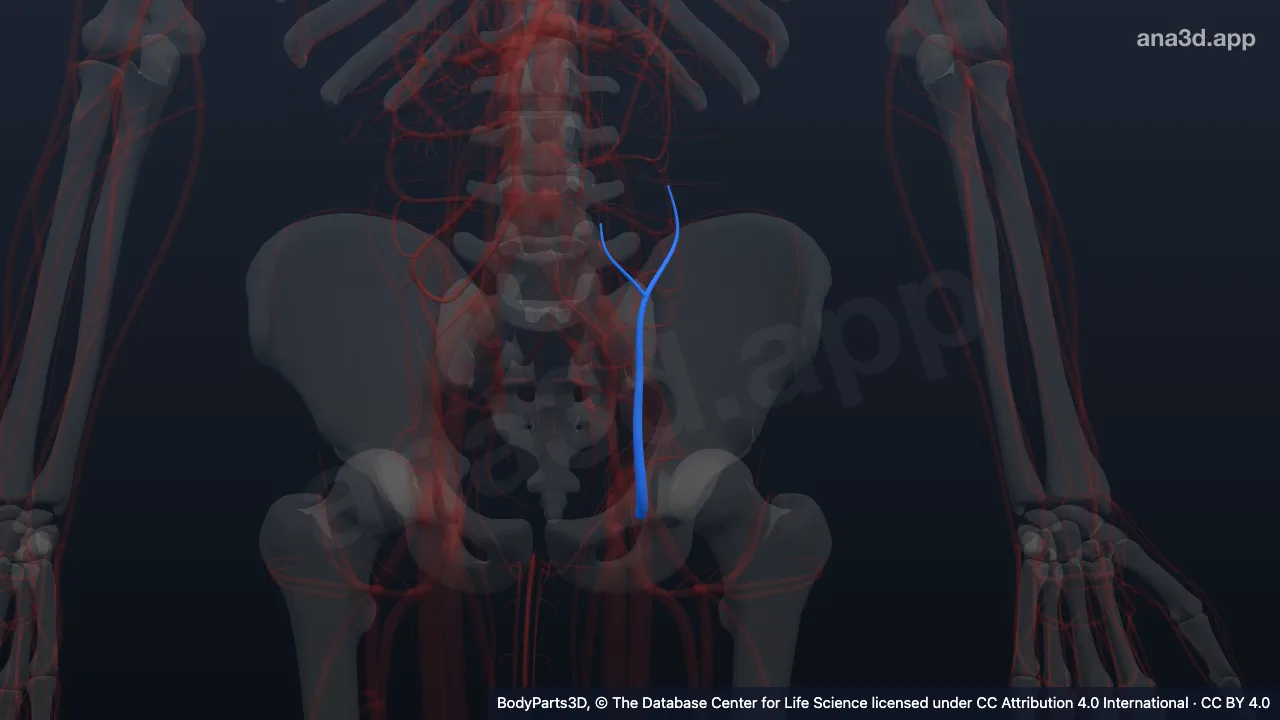 Model 3D: Arteri epigastrika superfisialis kiri