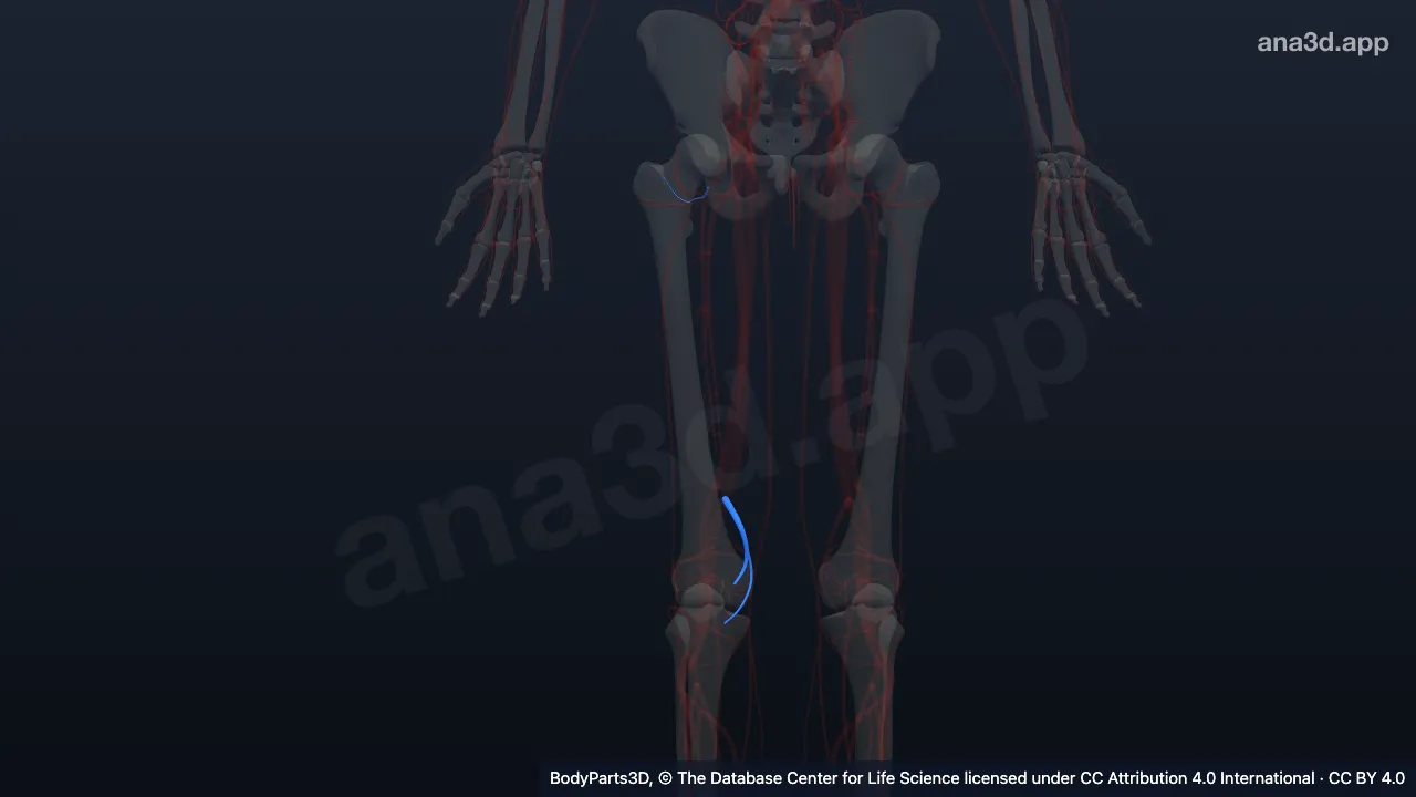 3D model: right deep femoral artery