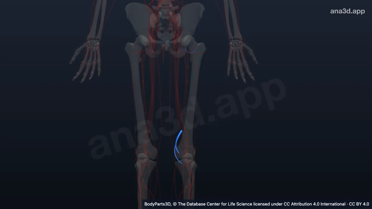 3D model: left deep femoral artery