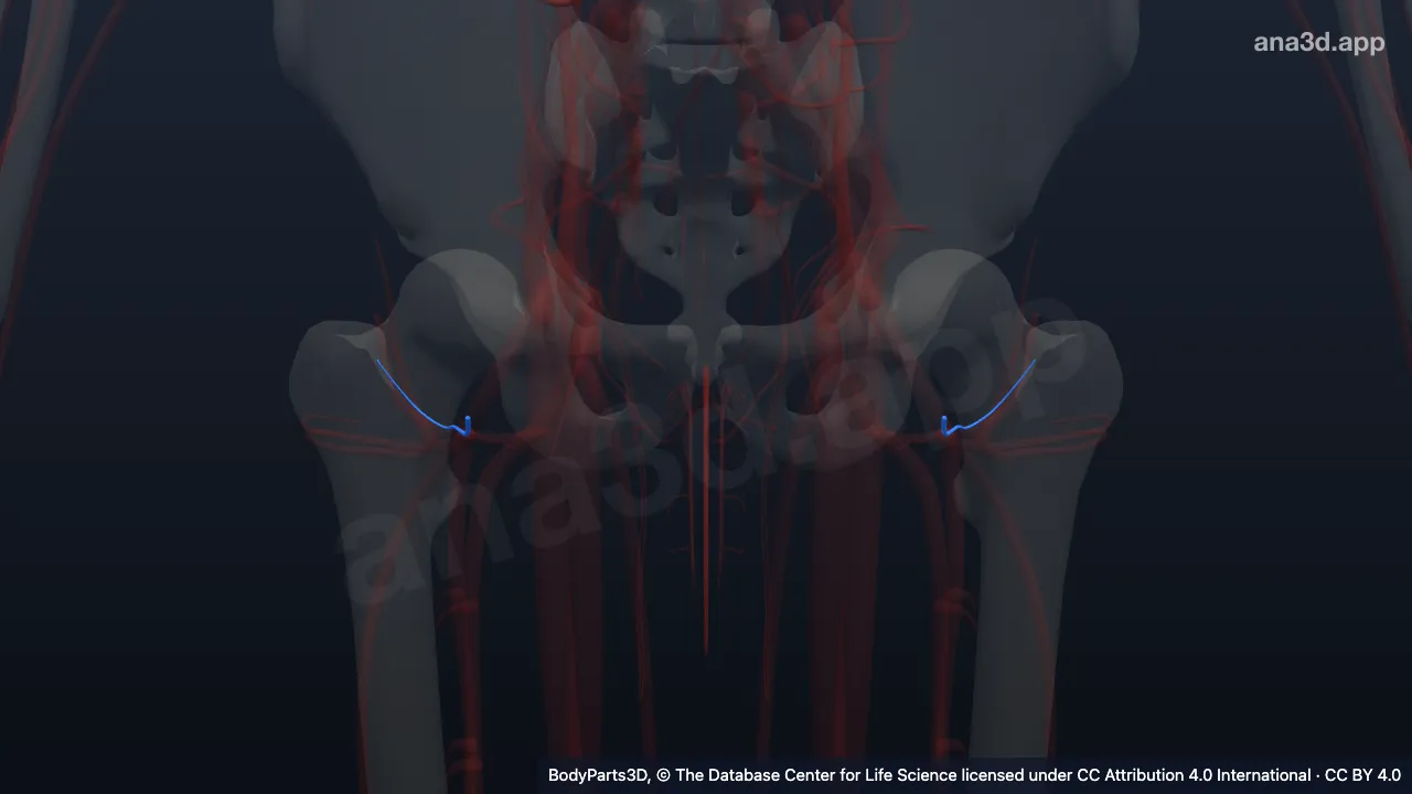 3D model: lateral circumflex femoral artery
