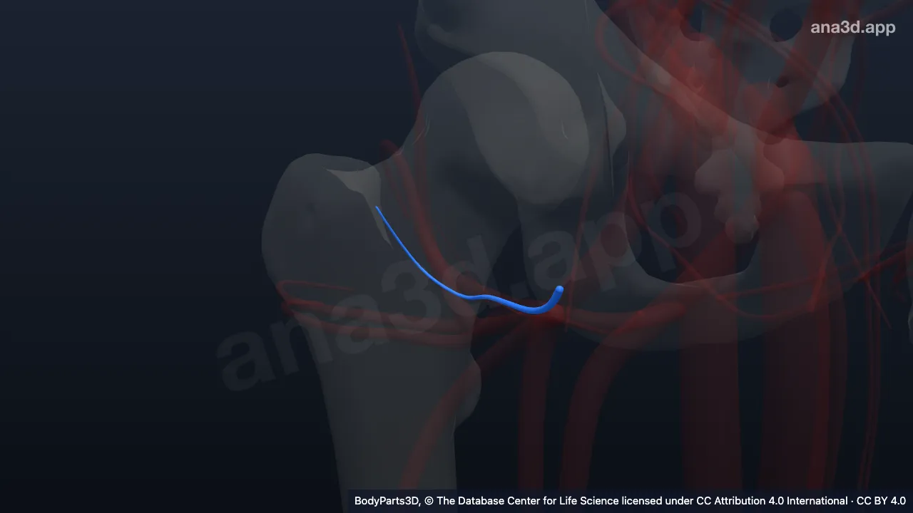 3D model: right lateral circumflex femoral artery