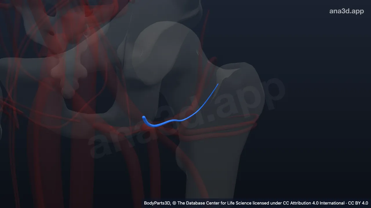 3D model: left lateral circumflex femoral artery