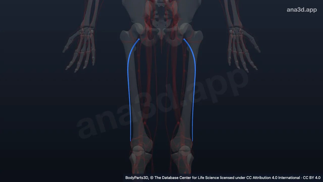 3D model: branch of lateral circumflex femoral artery
