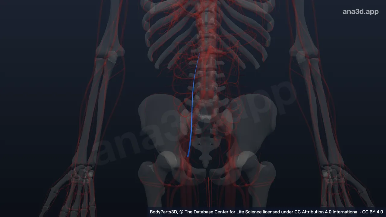 3D model: right inferior epigastric vein