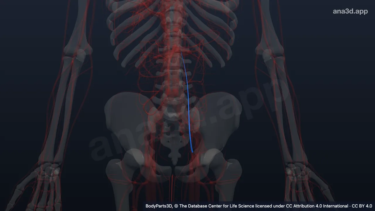Mô hình 3D: Tĩnh mạch thượng vị dưới trái