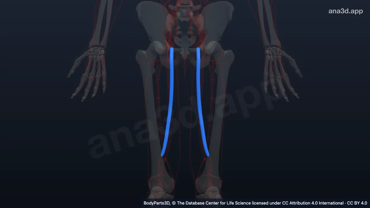 3D model: femoral vein