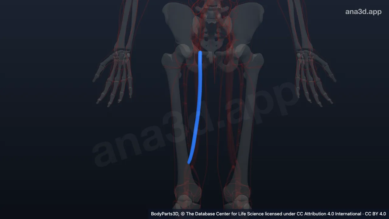 3D model: right femoral vein