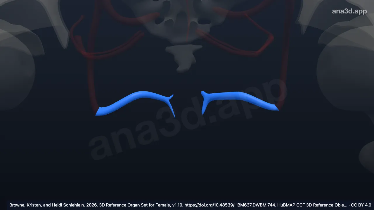 Modelo 3D: Vena rectal inferior