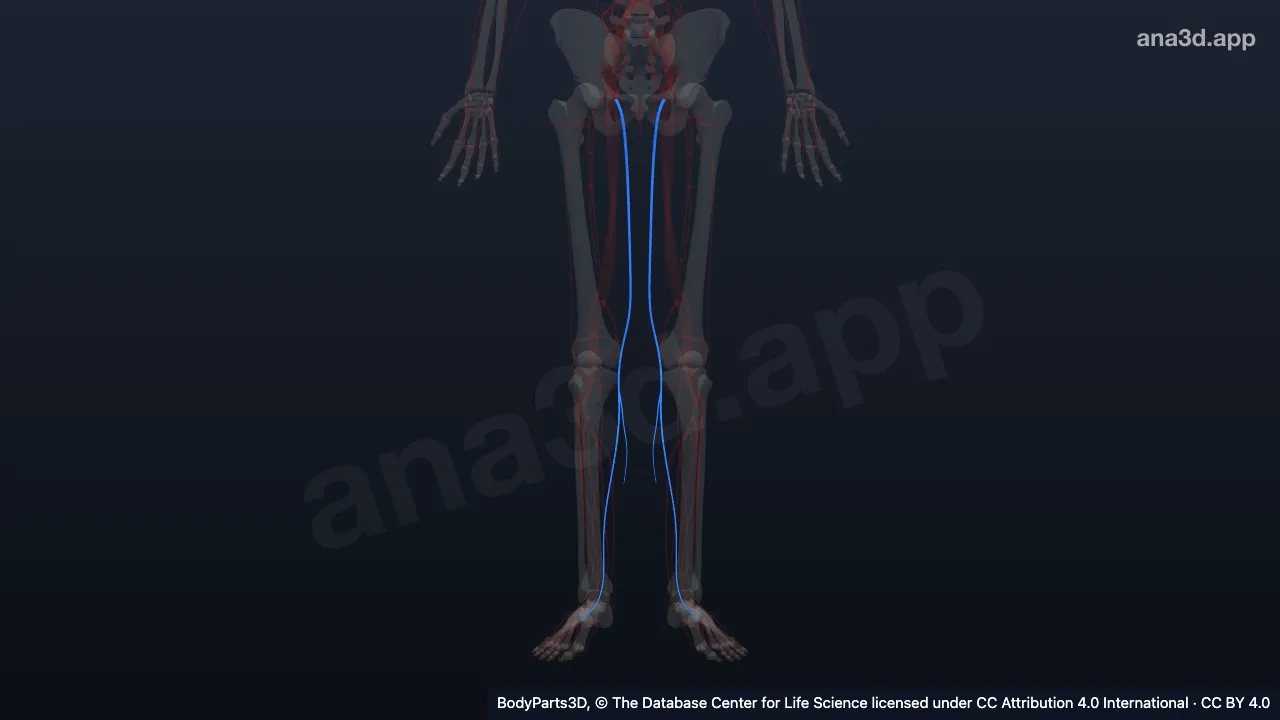 3D model: great saphenous vein