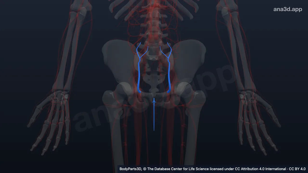 3D-Modell: Zufluss der Vena saphena magna