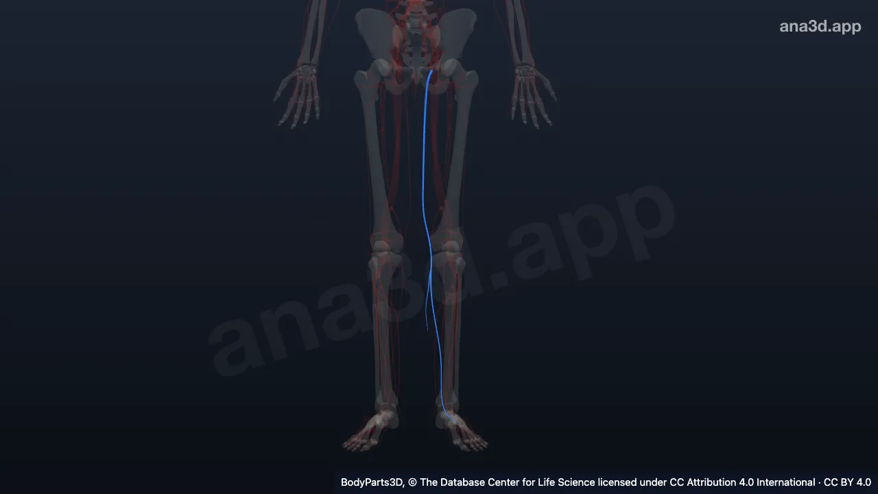 Modelo 3D: Vena safena magna izquierda