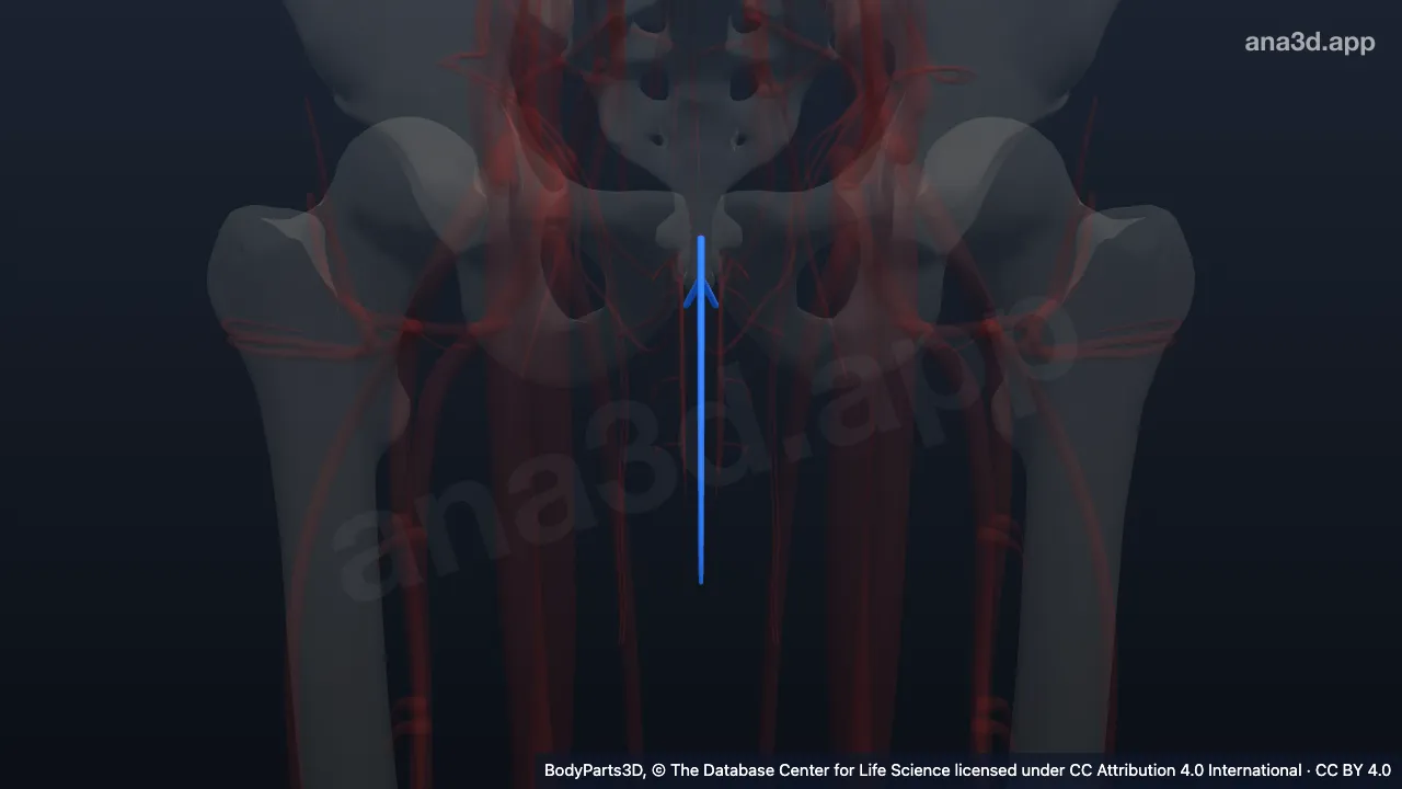 Model 3D: Vena dorsalis superfisialis penis
