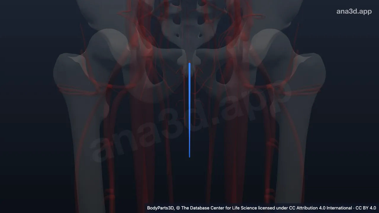 Model 3D: Vena dorsalis superfisialis penis kanan