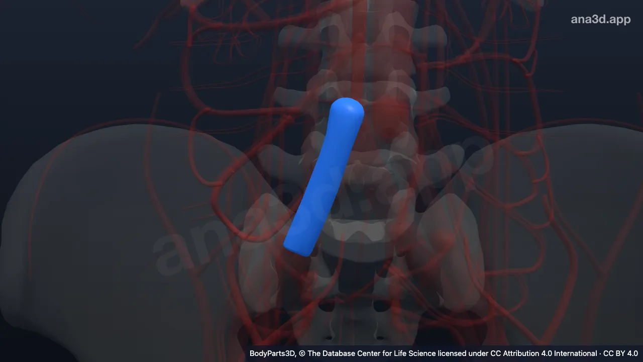 Modelo 3D: Vena ilíaca común derecha