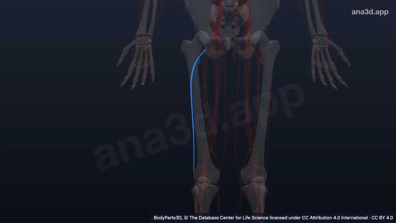 Model 3D: Cabang desendens arteri sirkumfleksa femoris lateralis kanan