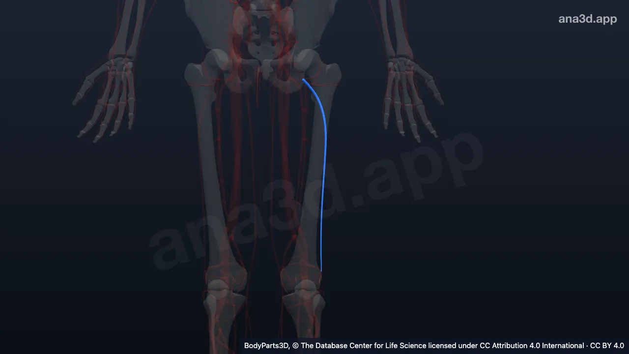 Model 3D: Cabang desendens arteri sirkumfleksa femoris lateralis kiri