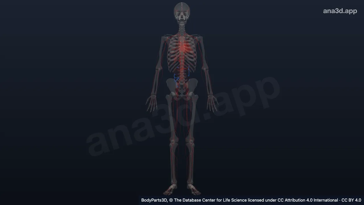 3D model: branch of inferior branch of ileocolic artery