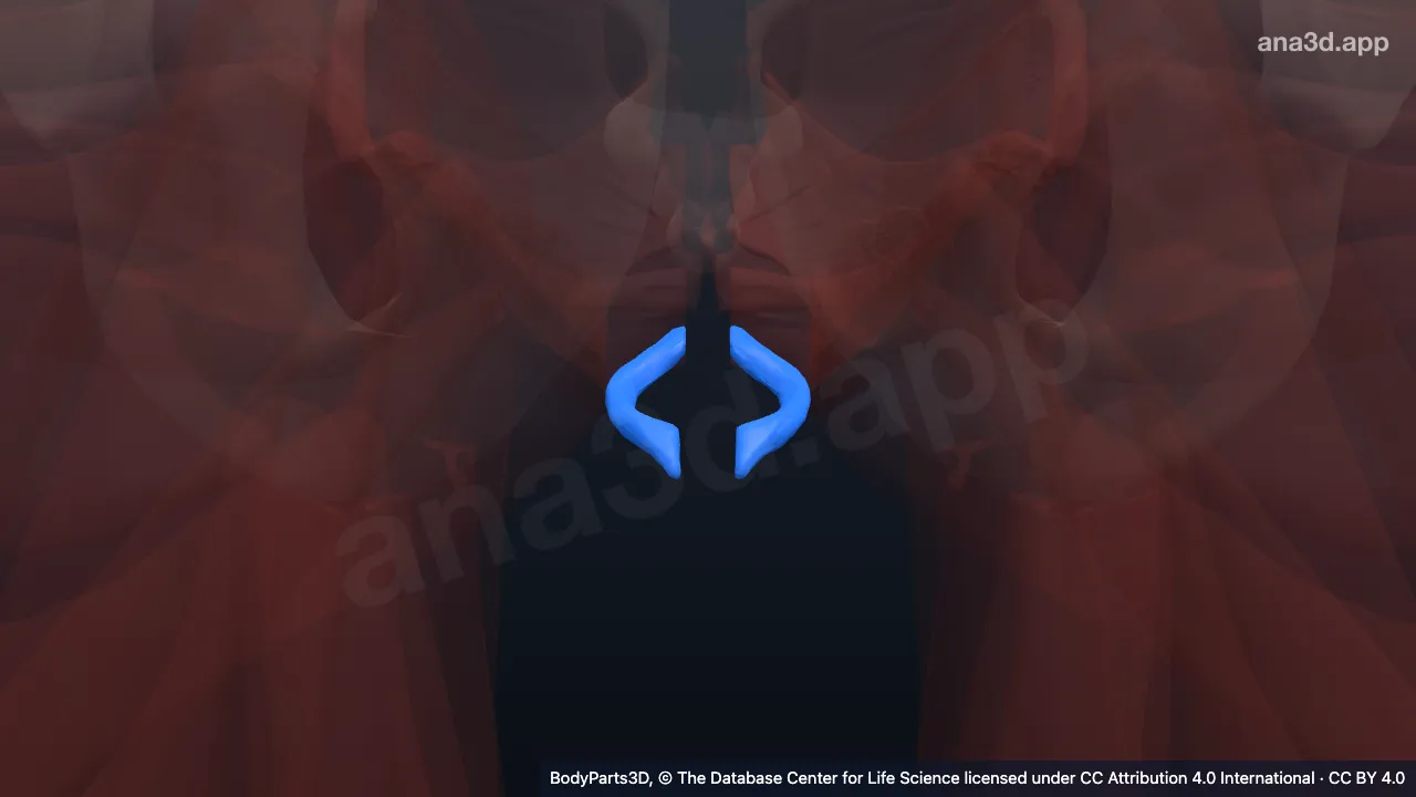 3D-Modell: Musculus sphincter ani externus