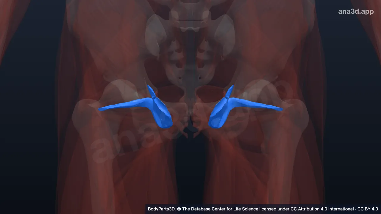 Modelo 3D: Músculo obturador interno