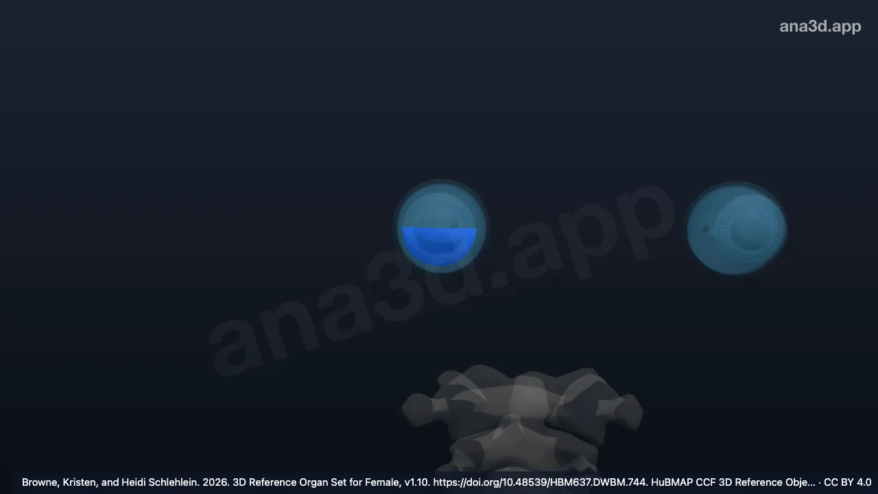 3D 模型：右下睑睑结膜
