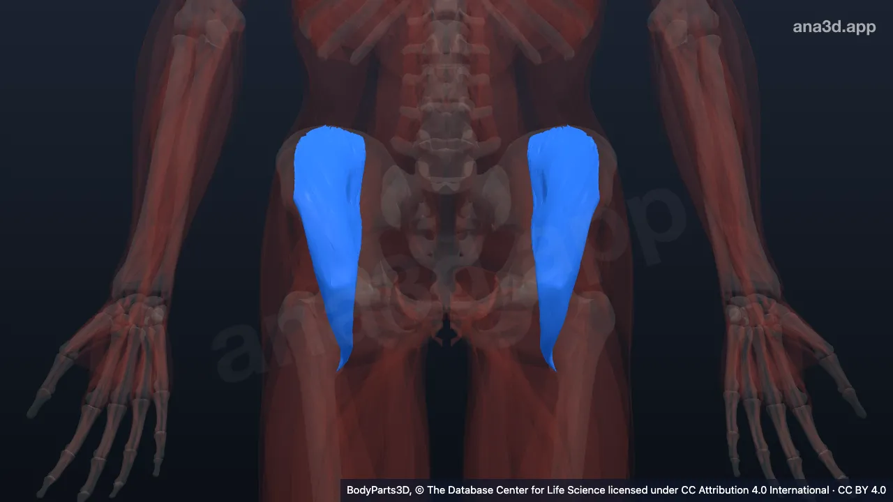 3D model: iliacus