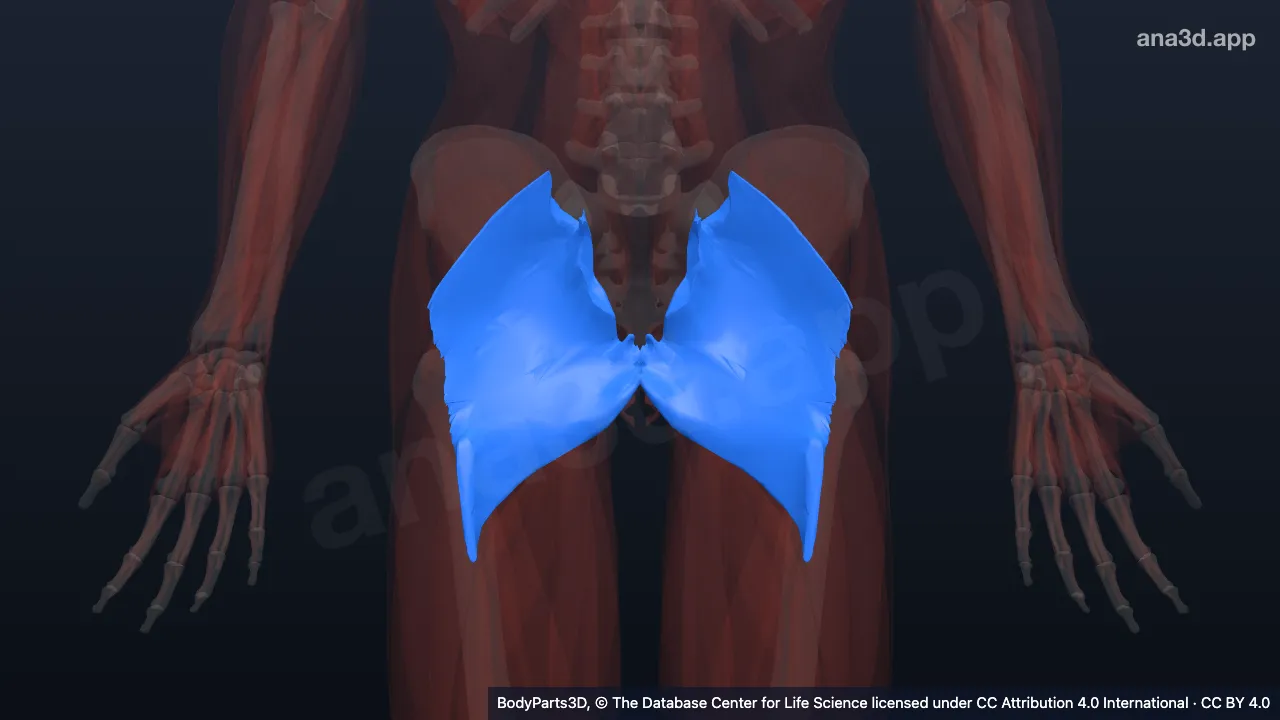 Gluteus maximus: anatomy, location and function