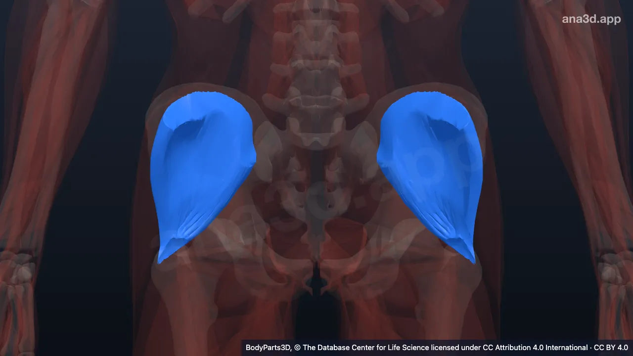 3D-Modell: Musculus gluteus medius