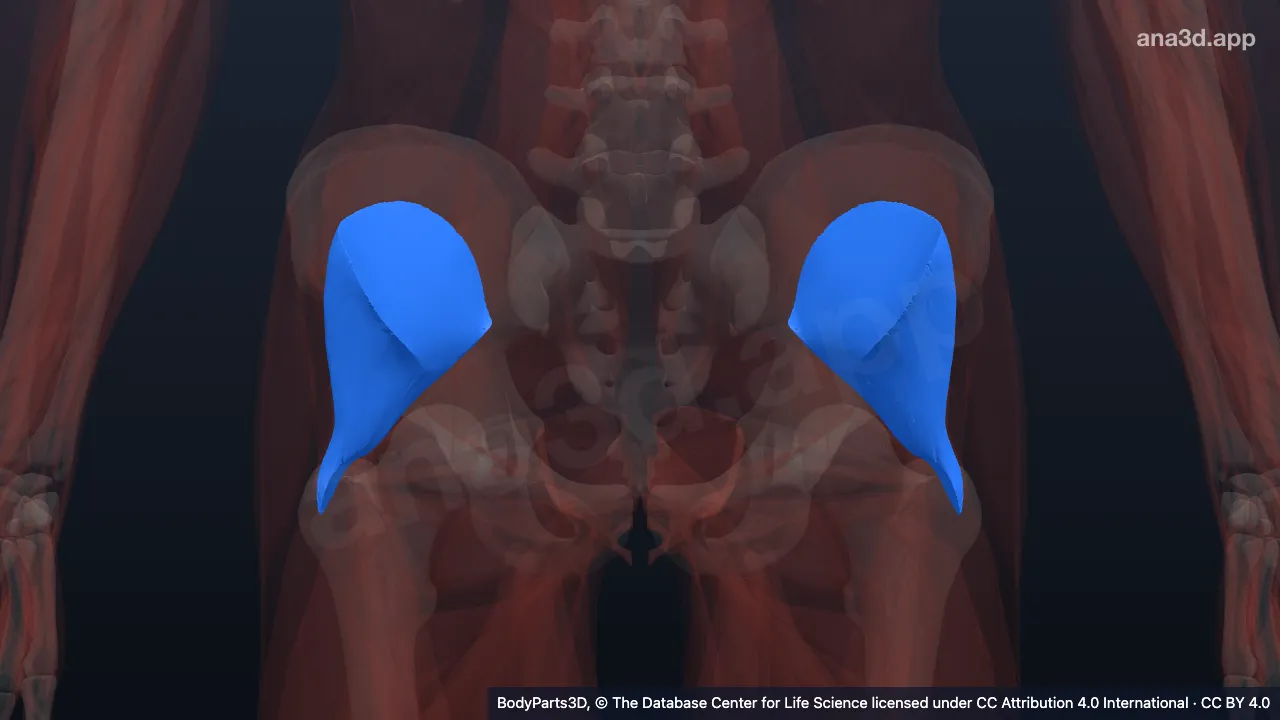 3D model: gluteus minimus