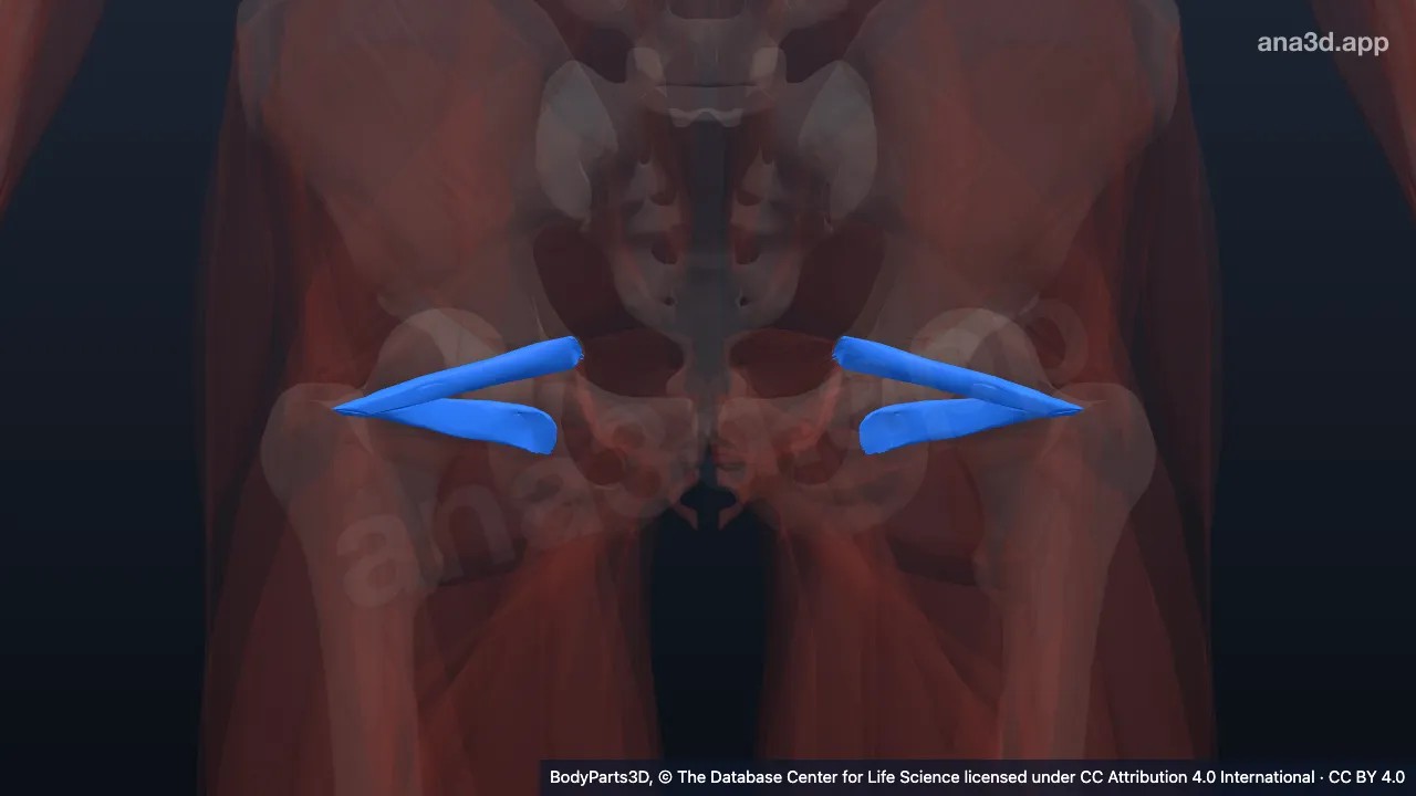 3D model: gemellus