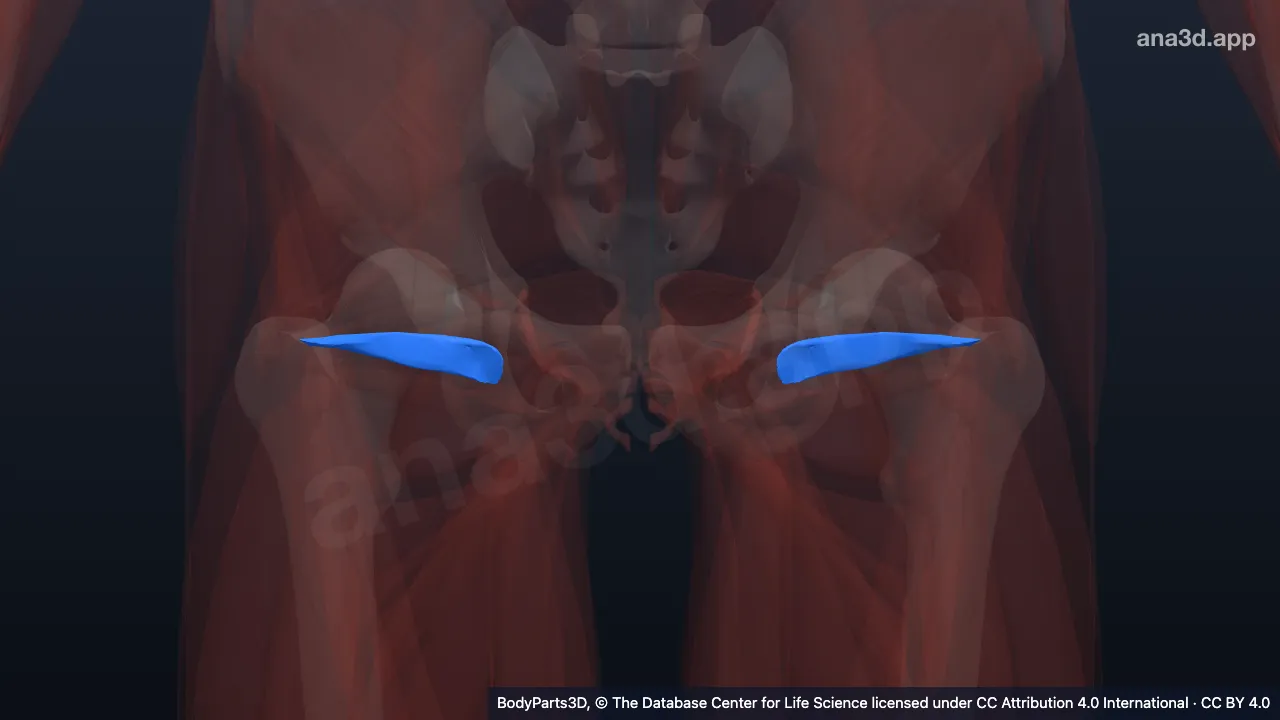 3D model: gemellus inferior