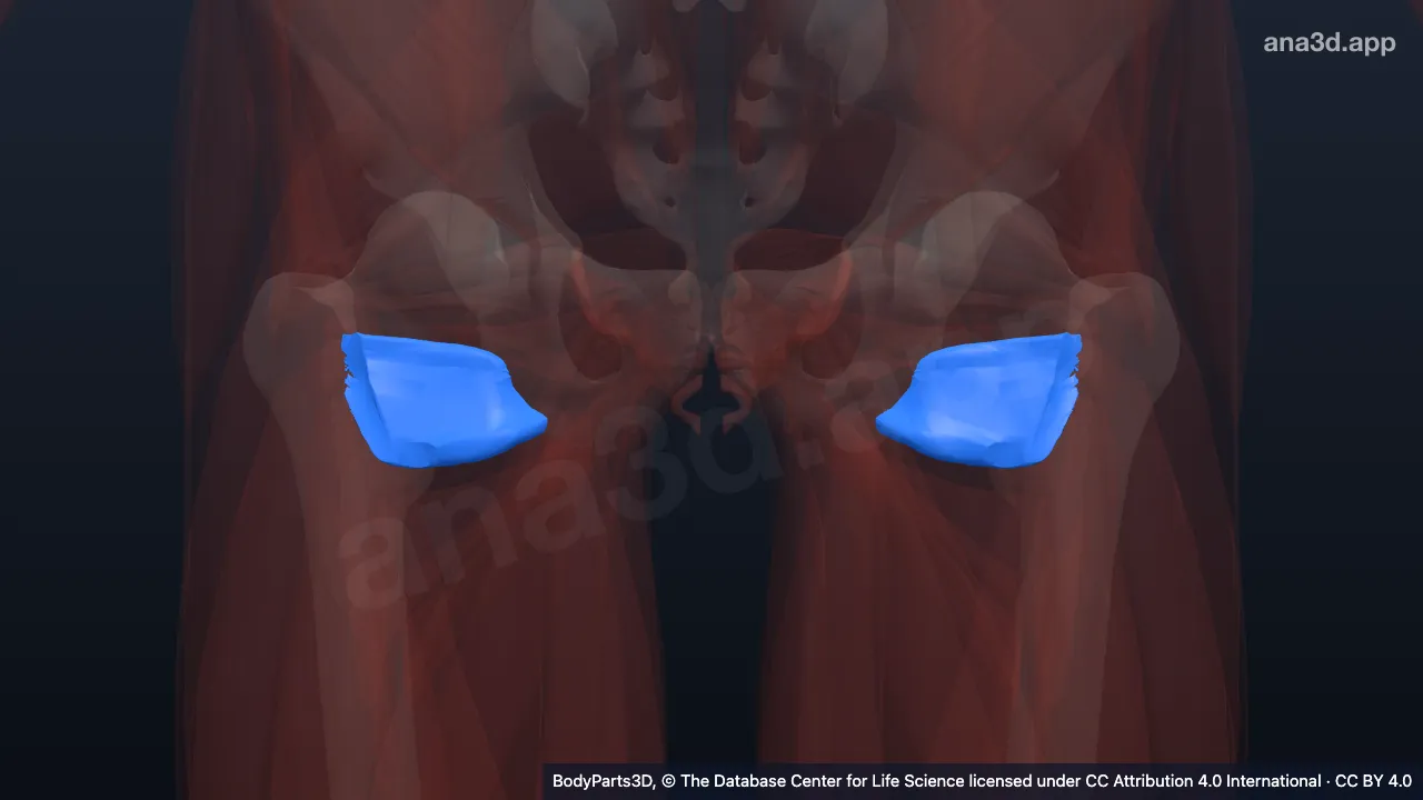 3D-Modell: Musculus quadratus femoris