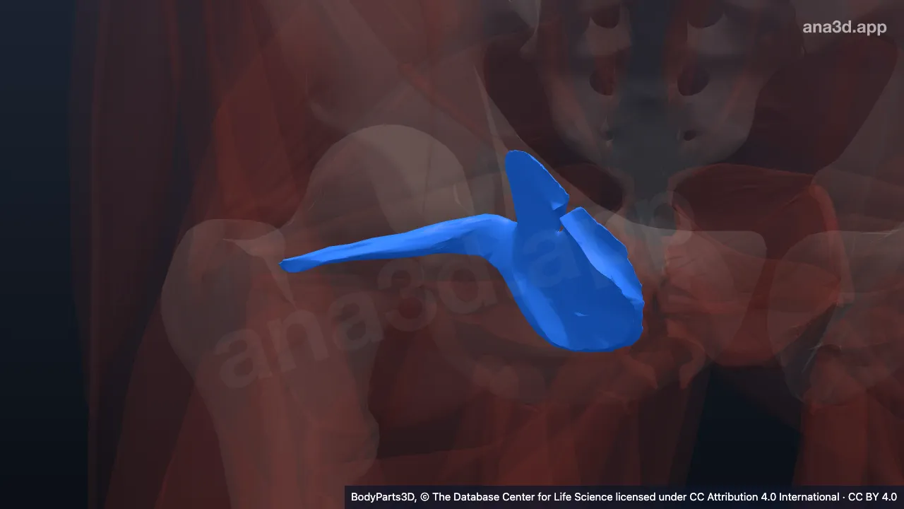 3D model: right obturator internus