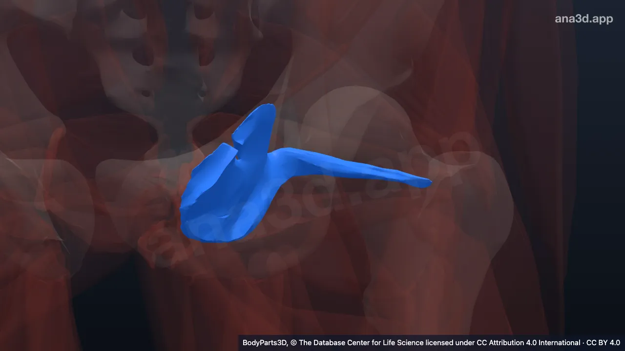 3D model: left obturator internus