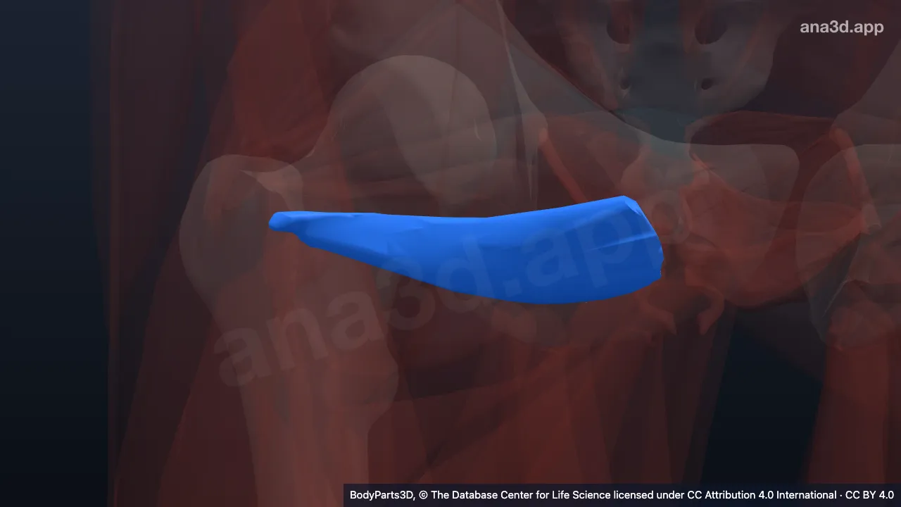 3D model: right obturator externus