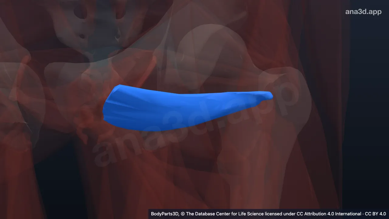 3D model: left obturator externus