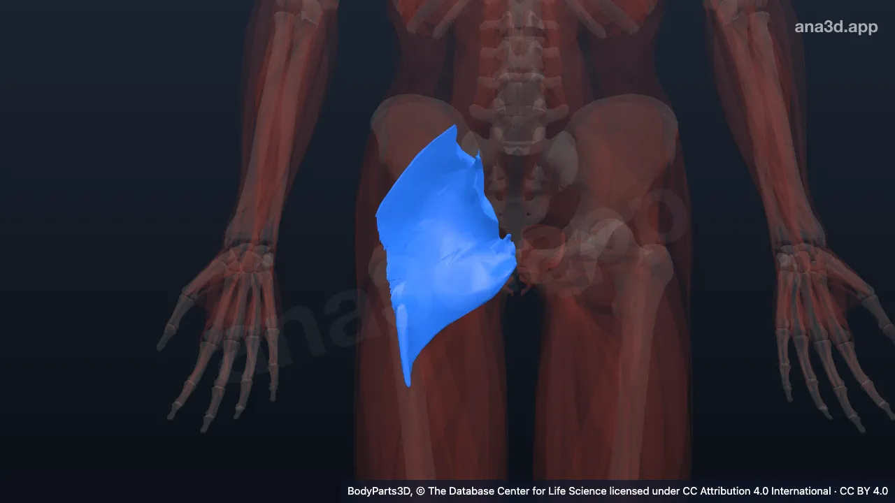 Modèle 3D : Muscle grand glutéal droit