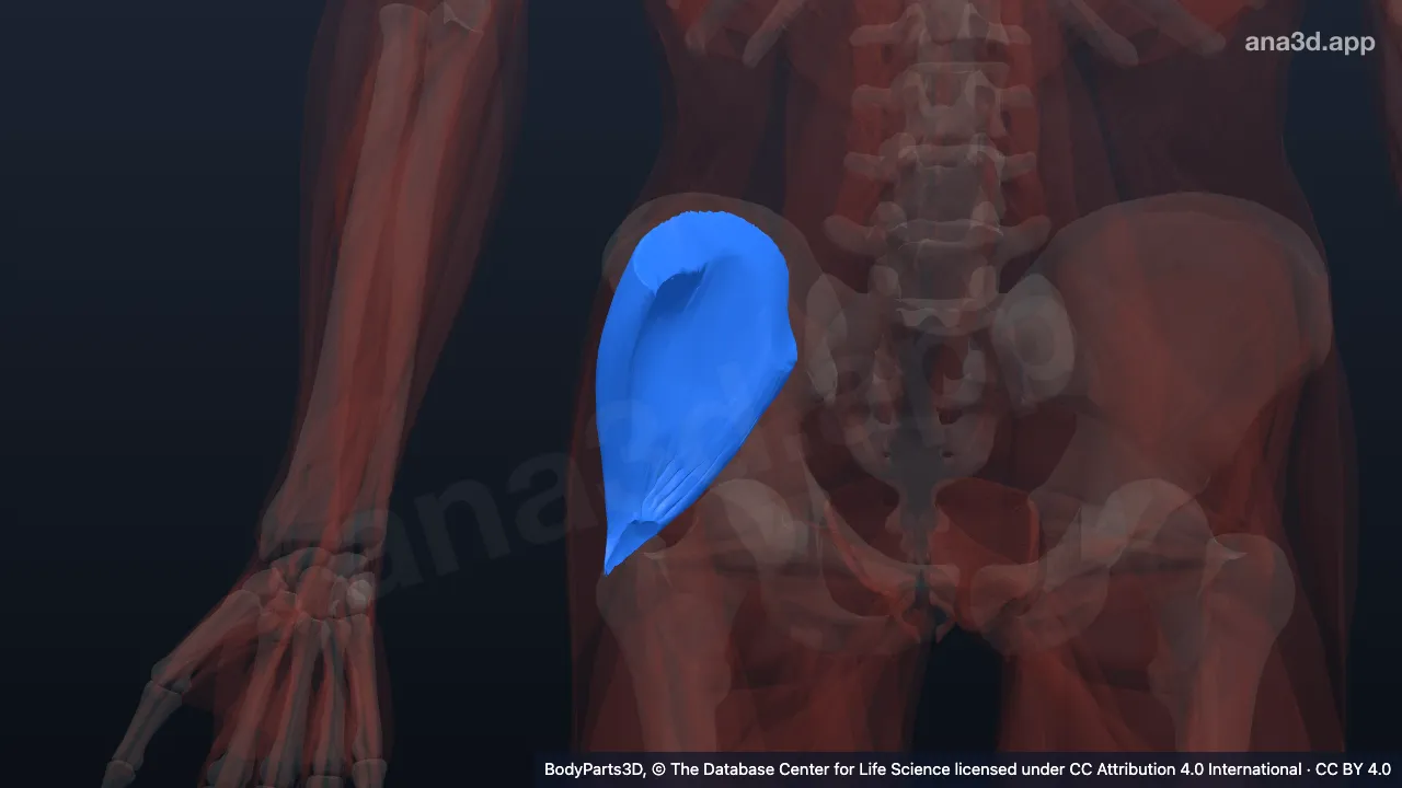 3D model: right gluteus medius