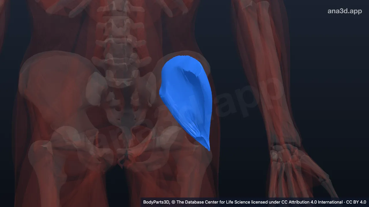 3D model: left gluteus medius